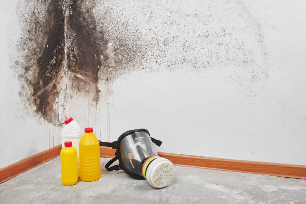 Office Mold Removal Services in Forestville, CA