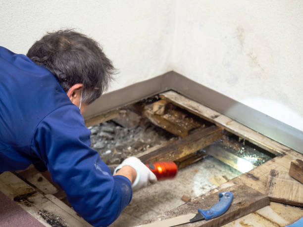 Reliable Forestville, CA Mold Removal Solutions
