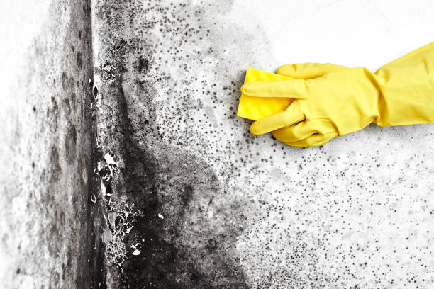 Best Attic Mold Removal  in Forestville, CA
