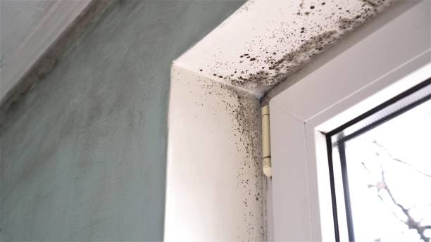 Best Residential Mold Removal  in Forestville, CA
