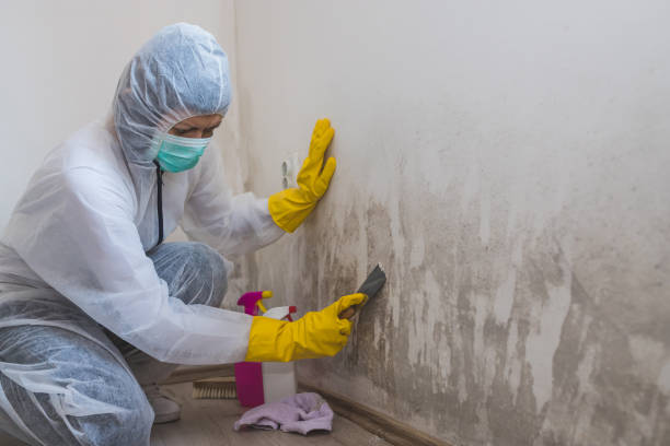 Best Mold Cleaning Services  in Forestville, CA