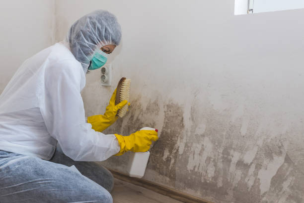 Best Best Mold Removal Companies  in Forestville, CA