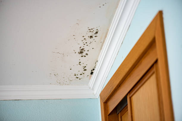 Best Water Damage Restoration  in Forestville, CA