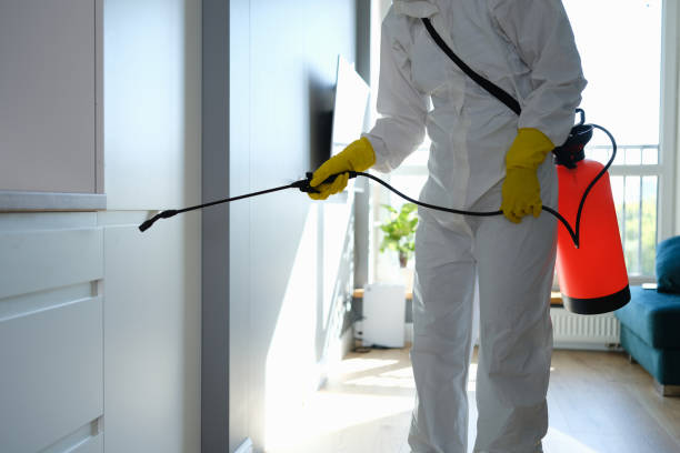 Best Home Mold Removal  in Forestville, CA