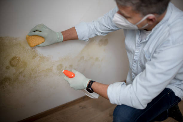 Best Commercial Mold Removal  in Forestville, CA