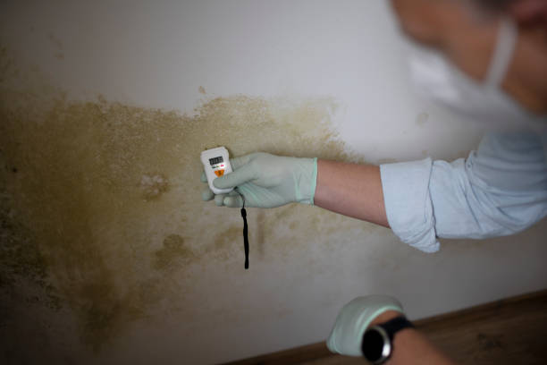 Best Affordable Mold Removal  in Forestville, CA
