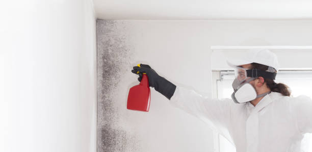 Best Mold Remediation Services  in Forestville, CA