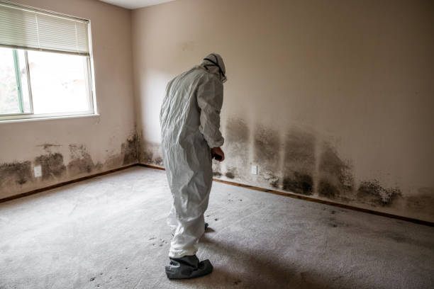 Best Crawl Space Mold Removal  in Forestville, CA