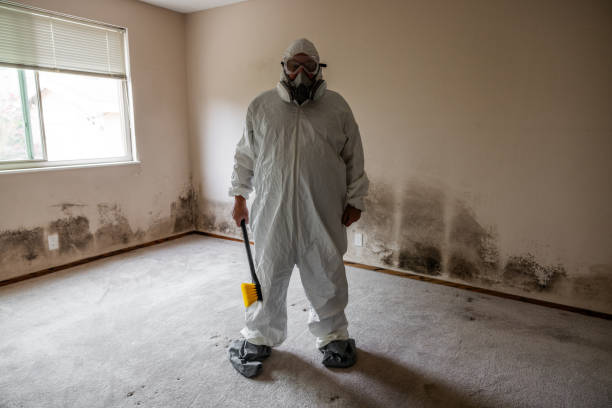 Best Mold Remediation  in Forestville, CA