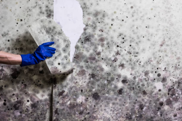 Best Mold Removal Near Me  in Forestville, CA