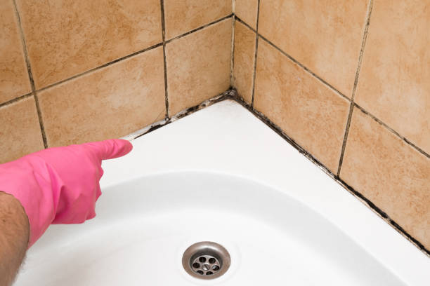 Best Office Mold Removal Services  in Forestville, CA